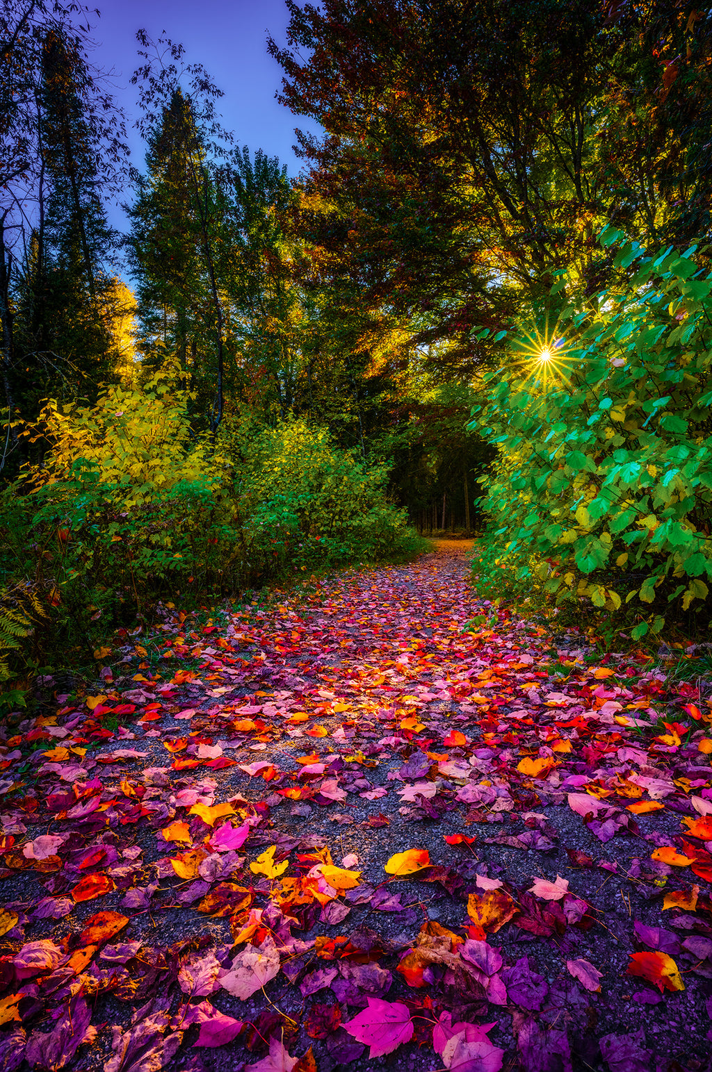 Celebration of Colors